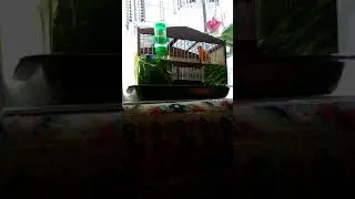 Муаровый кенар