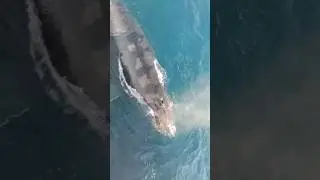 Whale fish in Dubai sea video from the ship merchant navy ship #whale #navy #tranding
