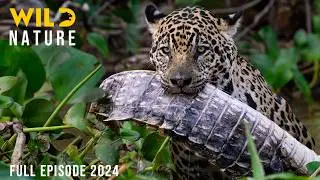 WILD CONGO | The Lair of King Kong and the Deadly Predators | Animal documentary