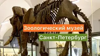 #glebozavrik #глебозаврик #музей Кости настоящего мамонта/Зоологический музей в Санкт-Петербурге