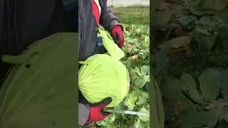 Beyaz baş lahana hasatı (Cabbage harvest) 