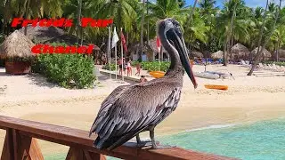 Pet pelican on the beach in the Dominacan Republic