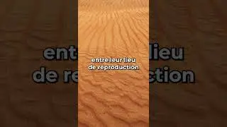 Connais tu ??