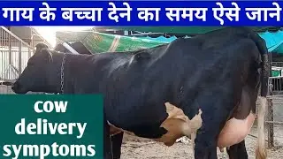 cow delivery symptoms l पशु का बच्चा देने का नजदीक समय ऐसे पता करे  cow is  ready to giving birth.