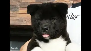 Наши щенки. American Akita  Puppy  Female 1/ Девочка 1