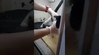 к,сожалению, Нину придется вернуть на улицу.Опять голод,блохи,глисты,инфекции