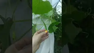 Лагенария пошла на компостную кучу😭. Неудачный эксперимент