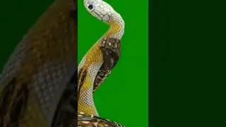 a sa Green screen snake 2024