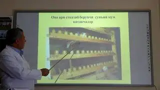 Ona asalari yetishtirish texnologiyasi