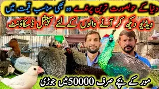 Most beautiful birds in sohail Birds shop | New viewers Ky Lia special discount Rawalpindi Islamabad
