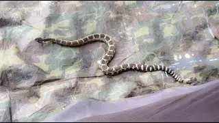 Rattlesnake Attacks Our Tent!