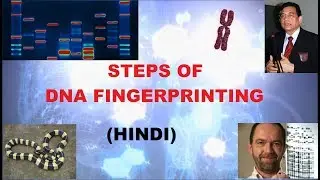 DNA FINGERPRINTING (HINDI) / NEET EXAM / EASY WAY
