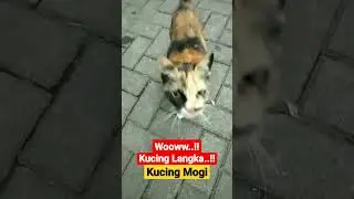 Woww..!!! kucing langka #shorts #funny #funnyvideo