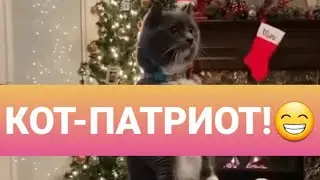 КОТ - ПАТРИОТ!🐈ЖДЁМ НАСТУПЛЕНИЯ НОВОГО ГОДА!😃смешные видео с котами 