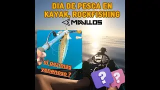 PESCA EN KAYAK PEZ VENENOSO PEZ ARAÑA CON CAÑA LOW COST MAVLLOS RESOLUTE  #kayak #spinning #pesca