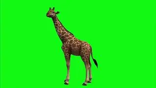 giraffe green screen free download
