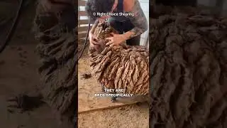 Why Do Sheep Need To Be Sheared?