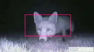 Setting up a camera trap for nature with the Raspberry Pi