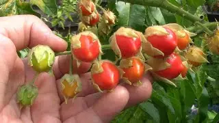 Faire pousser la morelle de balbis en pot - Growing balbis nightshade