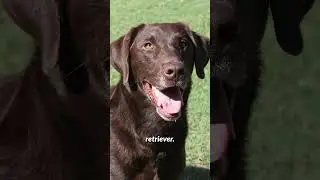 Undoubtedly one of the best family pets: the show line labrador retriever, so sweet and safe to own