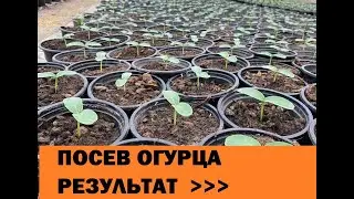 Посев огурца. Результат!!!Ответы на вопросы