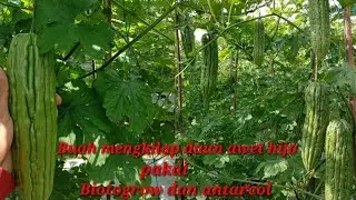 Kombinasi yang  pas fungisida dan probiotik super Biotogrow