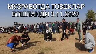 МУЗРАБОТДА ТОВОКЛАР БОШЛАНДИ 3.11.2023