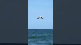 A Pelican diving in Mexico!  Such aerobatic birds.    #pelicans #survival #diving #waterbirds