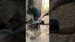 Big Eagles caught at a tree