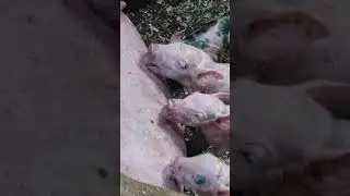@maska1363 #pigs #деревня #подпишись
