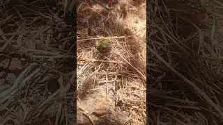 Caught 2 bugs going at it