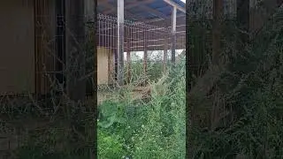 СЛУШАТЬ В НАУШНИКАХ ! ТАЙСОН СПИТ 🤣🤣🤣