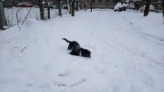 Лабрадор Майк купается в снегу