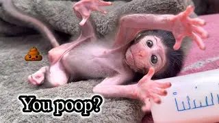 Baby Monkey Poop Moment You Didn’t Expect 😅💩