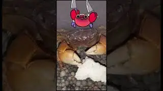 Crab munching on its dinner, yummy yummy in my tummy