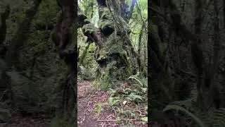 New Zealand Rainforest