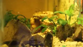 Мои рыбки