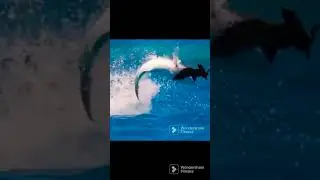 fish 🐟 🎏 🎏 jumping part-2