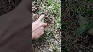 The method of growing anise from seeds in the forest germinates and becomes anise fruit