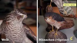 Taggreifvögel Habichtartige