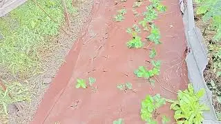 Нарешті!..Я це зробила! Відео через два роки.Огляд городу кінець червня 2023