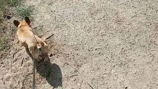 Где то кричит Кошка , бежим на помощь