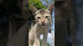 mau😅