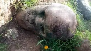 İNSAN KAFASI YÜZÜ GÖZÜ AĞZI OLAN DEFİNE FİGÜRÜ OLAN TAŞIN ALTINDA HAZİNE KÜPÜ BULDUM!!TREASURE
