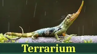Рогатый анолис (лат. Anolis proboscis)