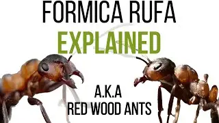Everything you want to know about Formica rufa