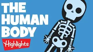 THE HUMAN BODY | Laugh, Learn and Play | 2020 Compilation | Highlights Kids