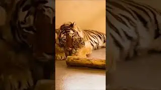 Tigres Relaxing With Cubs #short