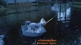 Круиз Йорка