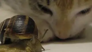 Cat vs snails. Кот против улитки. Неравный бой.